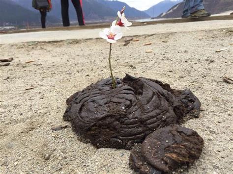 鮮花插在墳墓上|【鮮花插在墳墓上】驚悚！墓碑上的插花：一窺死後的世界？